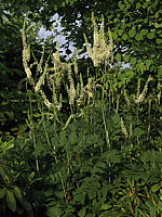 Actaea%20racemosa%2001.jpg