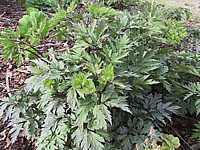 Actaea%20ramosa%20Atropurpurea%20-%20Austrieb.jpg