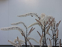 Actaea%20ramosa%20Atropurpurea%20-%20Blueten%20nah.JPG