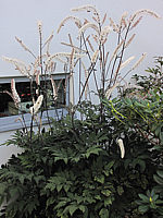 Actaea%20ramosa%20Atropurpurea%20-%20Solitaer.JPG
