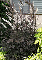 Actaea%20ramosa%20Atropurpurea.jpg