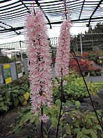 Actaea%20ramosa%20Pink%20Spike%2003.JPG