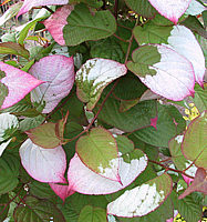 Actinidia%20kolomikta%20-%20Detail.jpg