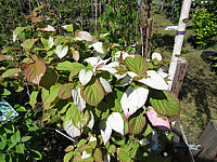 Actinidia%20kolomikta%2002.JPG