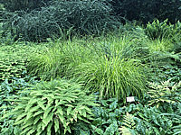 Adiantum%20pedatum%20002.JPG