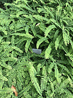 Adiantum%20pedatum%20003.JPG