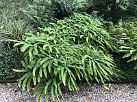 Adiantum%20pedatum%20004.JPG