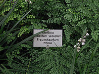 Adiantum%20venustum%202.JPG