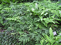 Adiantum%20venustum.JPG