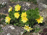 Adonis%20vernalis%20-%20nah2.JPG
