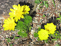 Adonis%20vernalis%20bluehend1.JPG
