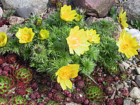 Adonis%20vernalis%20knospig.jpg