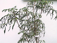 Aesculus%20Laciniata.JPG