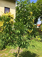 Aesculus%20flava%201.JPG