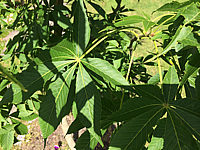 Aesculus%20flava%202.JPG