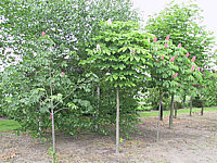 Aesculus%20hippocastaneum%20Baumannii%20und%20carnea.jpg