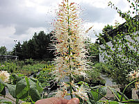 Aesculus%20parviflora%20-%20Bluete%201.JPG
