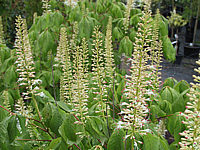 Aesculus%20parviflora%20-%20Bluetenstaende.jpg