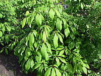 Aesculus%20parviflora%20Sol%20Co.jpg