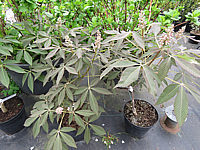 Aesculus%20pavia%20Khoehnei%20-%20Austrieb.JPG