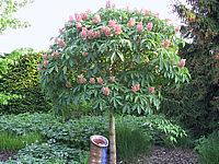 Aesculus%20pavia%20Khoenei%2005.JPG