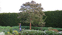 Aesculus%20pavia%20Koehnei%20-%20Austrieb.JPG