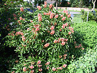 Aesculus%20pavia%20Koehnei%20-%20Busch%2002.jpg