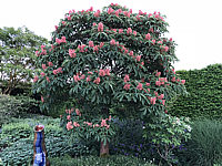 Aesculus%20pavia%20Koehnei%2001.JPG