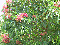 Aesculus%20pavia%20Koehnei%2002.JPG