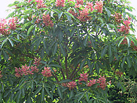 Aesculus%20pavia%20Koehnei%2003.JPG