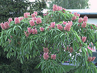 Aesculus%20pavia%20Koehnei%2004.jpg