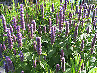 Agastache%20foeniculum%201.JPG