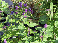 Agastache%20foeniculum%202.JPG