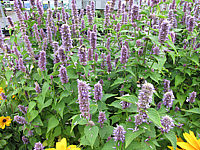 Agastache%20foeniculum%203.JPG