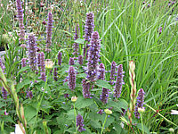 Agastache%20foeniculum%204.JPG