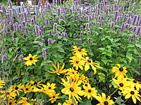 Agastache%20foeniculum+Rudbeckia%20hirta.JPG