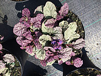 Ajuga%20reptans%20Burgundy%20Glow%2001.JPG