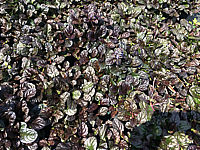 Ajuga%20reptans%20Chocolate%20flaechig.JPG