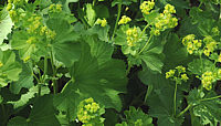 Alchemilla%20epipsila.jpg