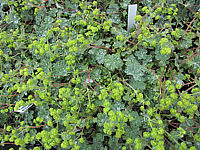Alchemilla%20erythropoda%20-%20in%20Kiste%20bluehend.JPG