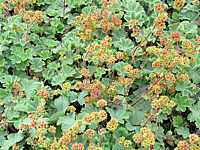 Alchemilla%20erythropoda%2002%20in%20Kiste%20nach%20der%20Bluete.JPG
