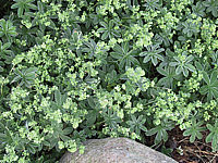 Alchemilla%20hoppeana%2001.jpg