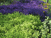 Alchemilla%20mollis%20+%20Salvia%20nemorosa%20Blauhuegel.JPG