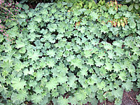 Alchemilla%20mollis%20-%20Laub%20flaechig.JPG
