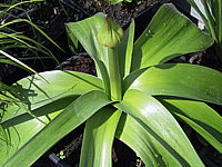 Allium%20Globemaster%20-%20Blatt+Knospe.JPG