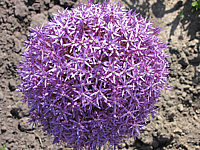 Allium%20Globemaster%20-%20Bluete%20nah.JPG
