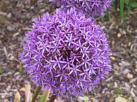 Allium%20Globemaster%20-%20Macro.JPG