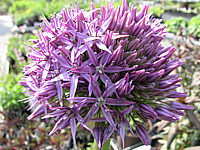 Allium%20Globemaster%20-%20mittlere%20Bluete.JPG