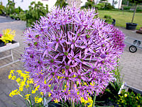Allium%20aflatunense%20Purple%20Sensation1.JPG