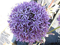 Allium%20aflatunense%20Purple%20Sensation2.JPG